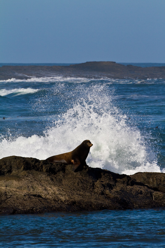 California Sea Lion And Breaking Waves